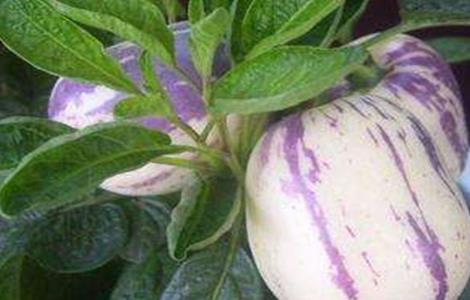 人参果卷叶原因及防治措施 人参果卷叶病怎么治疗