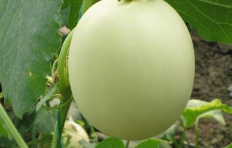 大棚甜瓜坐果率低原因及防治措施 大棚甜瓜坐果率低原因及防治措施视频