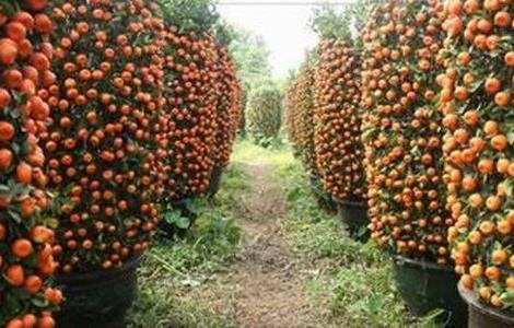 朱砂桔的种植技术 朱砂桔种植方法