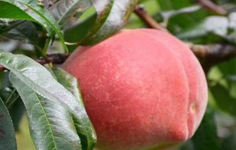 桃子僵果什么原因（桃子僵果是什么原因）