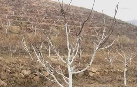 果树抽条怎么办（果树抽条的原因及预防措施）