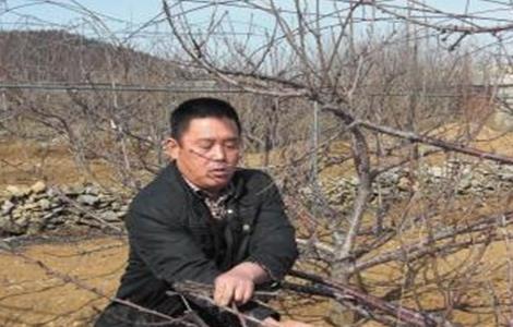 樱桃树秋剪注意事项（樱桃树夏季怎么修剪,要注意什么呢?）