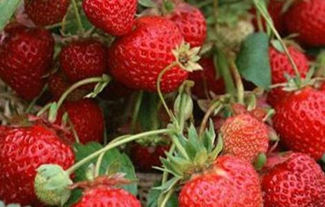 草莓膨果期管理技术（草莓膨果期管理技术视频）