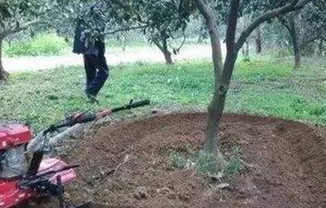 柑橘断根方法和注意事项 柑橘断根方法和注意事项图片