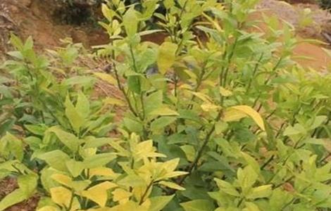 柑橘僵苗原因及预防措施 柑橘僵苗原因及预防措施有哪些