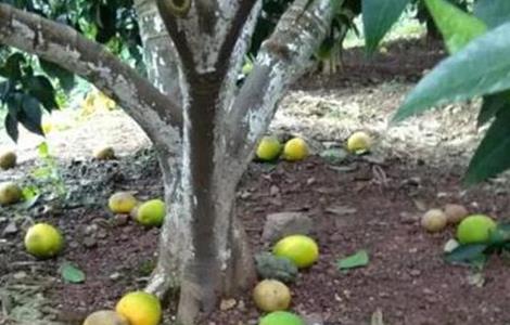 脐橙落果原因及预防措施（脐橙严重落果的原因）
