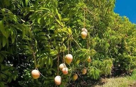 芒果冬季旺长怎么办
