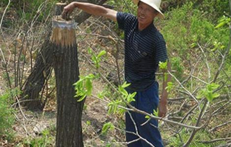 板栗的冬剪技术 板栗树冬剪