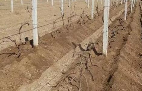 葡萄埋土防寒方法及注意事项（葡萄埋土防寒方法及注意事项视频）