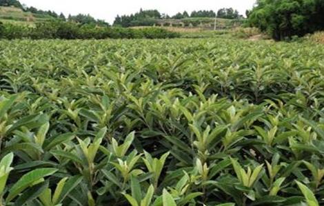 枇杷树怎么提高移栽成活率（枇杷树怎么提高移栽成活率视频）