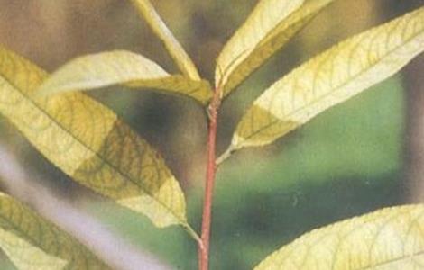 桃树缺铁症是什么表现 桃树缺铁症是什么表现图片