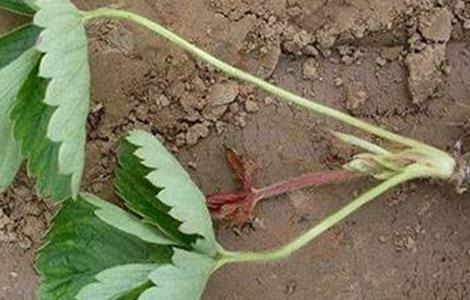 冬季草莓如何保根（冬季草莓如何保根发芽）