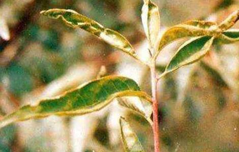 桃树缺钾什么症状（桃树上钾肥好不好）