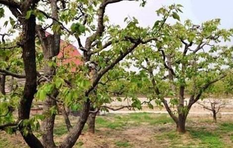 梨树大小年原因及防治方法（梨树结梨子太小怎么办）