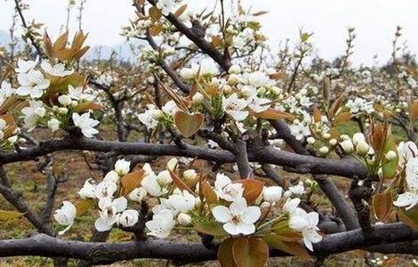 梨树如何疏花疏果（梨树如何疏花疏果）