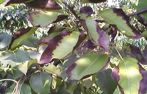 梨树如何疏花疏果