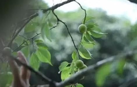 青梅的冬剪技术要点（青梅的冬剪技术要点是什么）