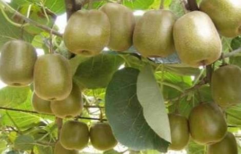 猕猴桃大小年防治措施(猕猴桃大小年防治措施是什么)