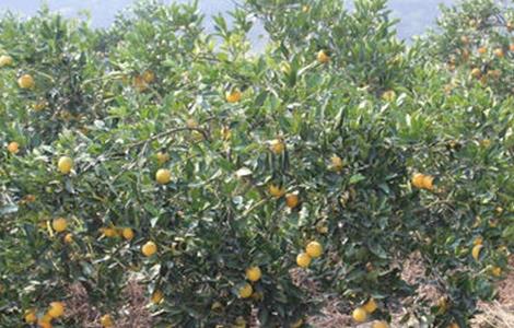 冰糖橙的高产管理技术（冰糖橙栽培技术）