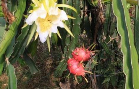 火龙果花期管理要点(火龙果花果期管理)