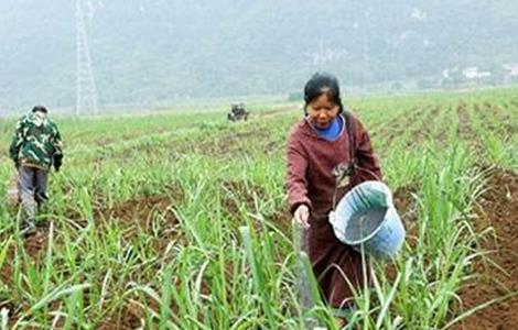 甘蔗施肥注意事项（甘蔗需要施肥吗）