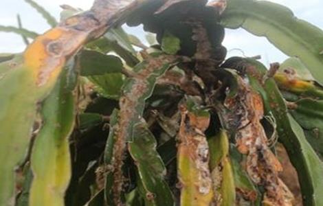 火龙果茎枯病的防治措施 火龙果枯萎病的防治方法