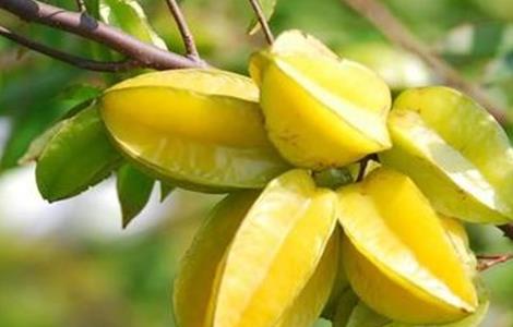 杨桃种植管理技术（杨桃栽培技术）