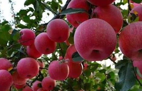 苹果大小年的原因防治措施（苹果树大小年怎么回事）