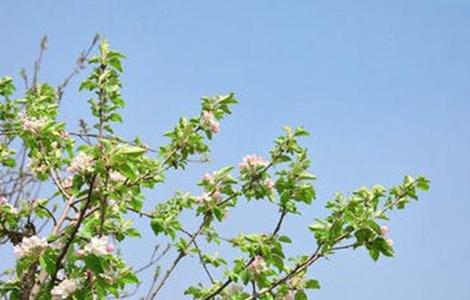 苹果春季管理要点
