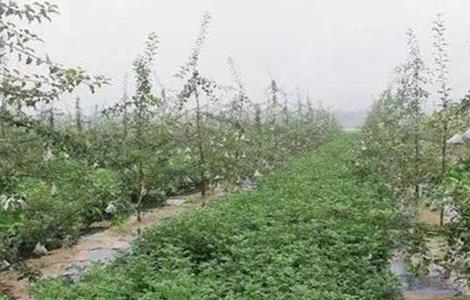 果园重茬病的原因及防治措施（果园重茬病的原因及防治措施视频）