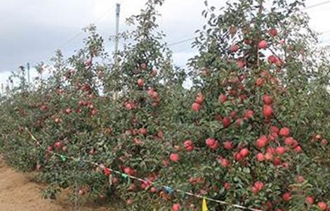 果园重茬病的原因及防治措施