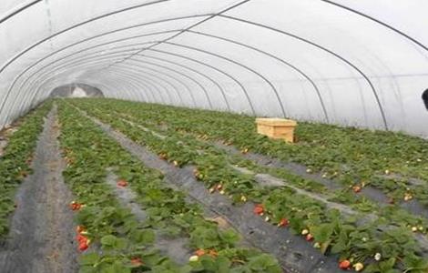 冬季大棚草莓如何补光 冬季大棚草莓如何补光呢