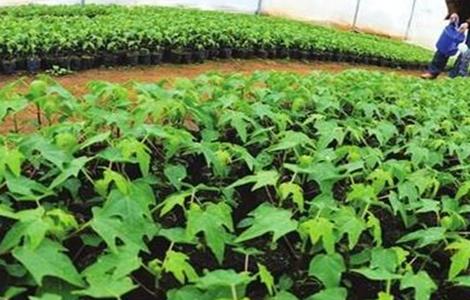 木瓜有哪些育苗方法 木瓜有哪些育苗方法和技术