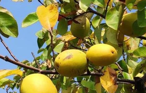 木瓜的保果措施 木瓜果怎样防冻过冬