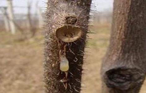 猕猴桃伤流怎么处理（猕猴桃伤流怎么办）