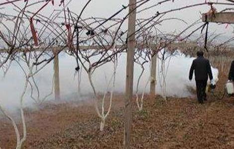 猕猴桃冬灌什么时间合适 猕猴桃冬季需要灌溉吗