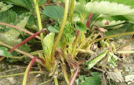 草莓叶片干枯原因及解决方法（草莓叶片干枯是什么原因）