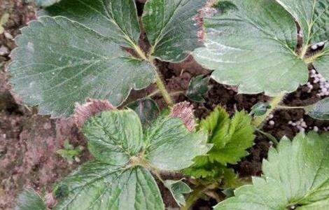 草莓药害该怎么挽救 草莓药害怎么补救