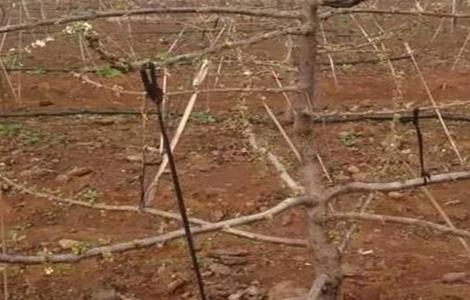 樱桃拉枝什么时间最好 樱桃拉枝什么时间最好活