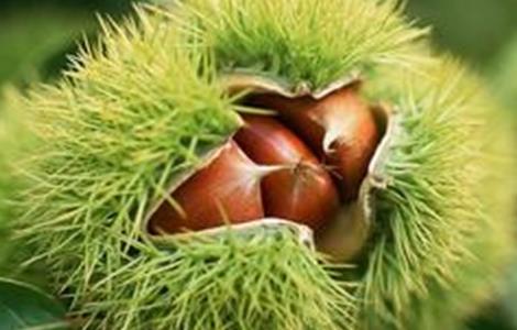 板栗盛果期管理要点（板栗盛果期管理要点有哪些）