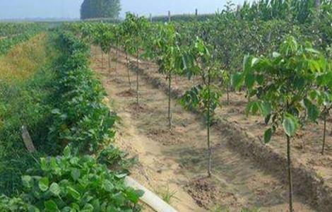 核桃春季管理技术 核桃幼树春季管理技术