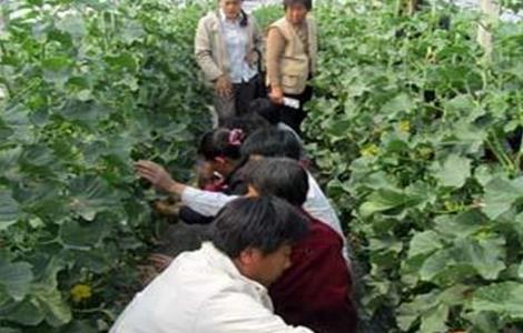 厚皮甜瓜的整枝技术（厚皮甜瓜整枝技术要点）