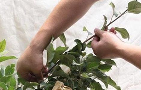 苹果摘心方法和注意事项（摘苹果的注意事项）