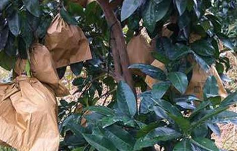 蜜柚的套袋技术 蜜柚套袋技术视频