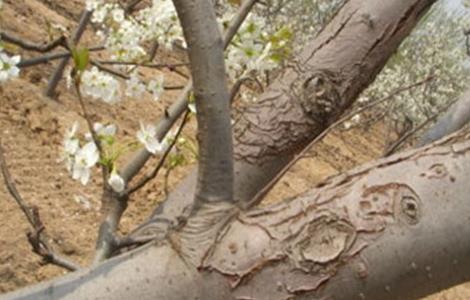 冬季梨树刮皮注意事项（冬季梨树刮皮注意事项视频）