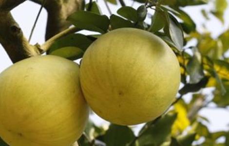 蜜柚裂果原因及解决方法 蜜柚裂果原因及解决方法