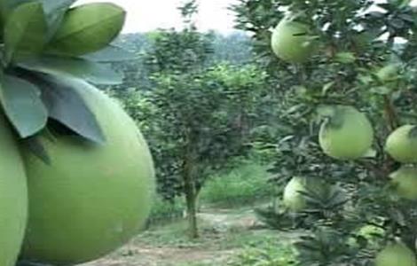 蜜柚药害原因及补救措施(蜜柚药害原因及补救措施怎么写)