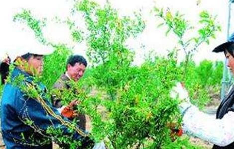 石榴树的修剪技术要点 石榴树的修剪技术要点是什么