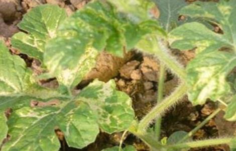 西瓜药害的防治方法 西瓜药害怎么办