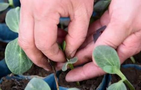 甜瓜嫁接后的管理要点 甜瓜嫁接后的管理要点是